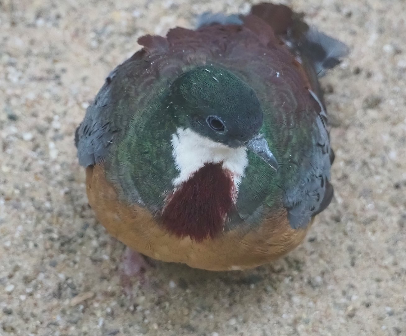 Bartlett’s bleeding-heart pigeon (Gallicolumba crinigera), 2023-07-02