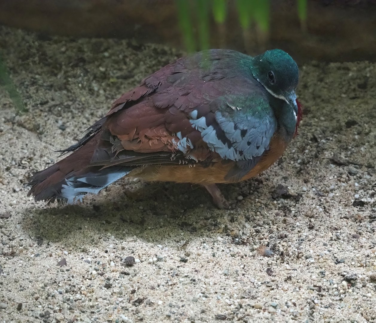 Bartlett’s bleeding heart pigeon (Gallicolumba crinigera), 2023-07-22