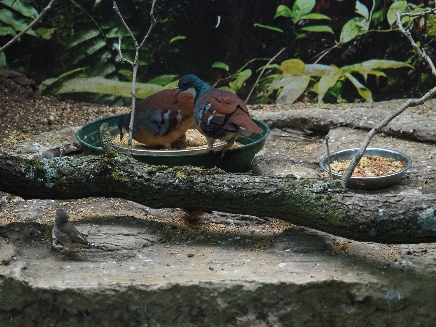 Bartlett's bleeding-heart pigeons (Gallicolumba criniger) feeding