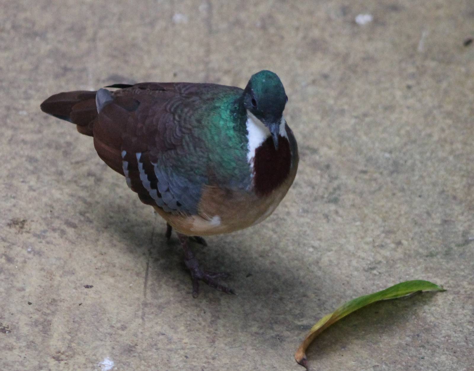 Bartlett's bleeding heart