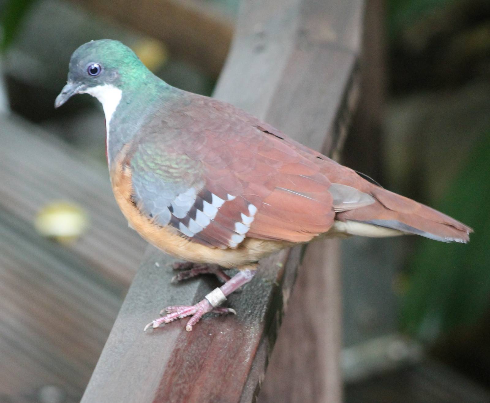 Bartlett's bleeding heart