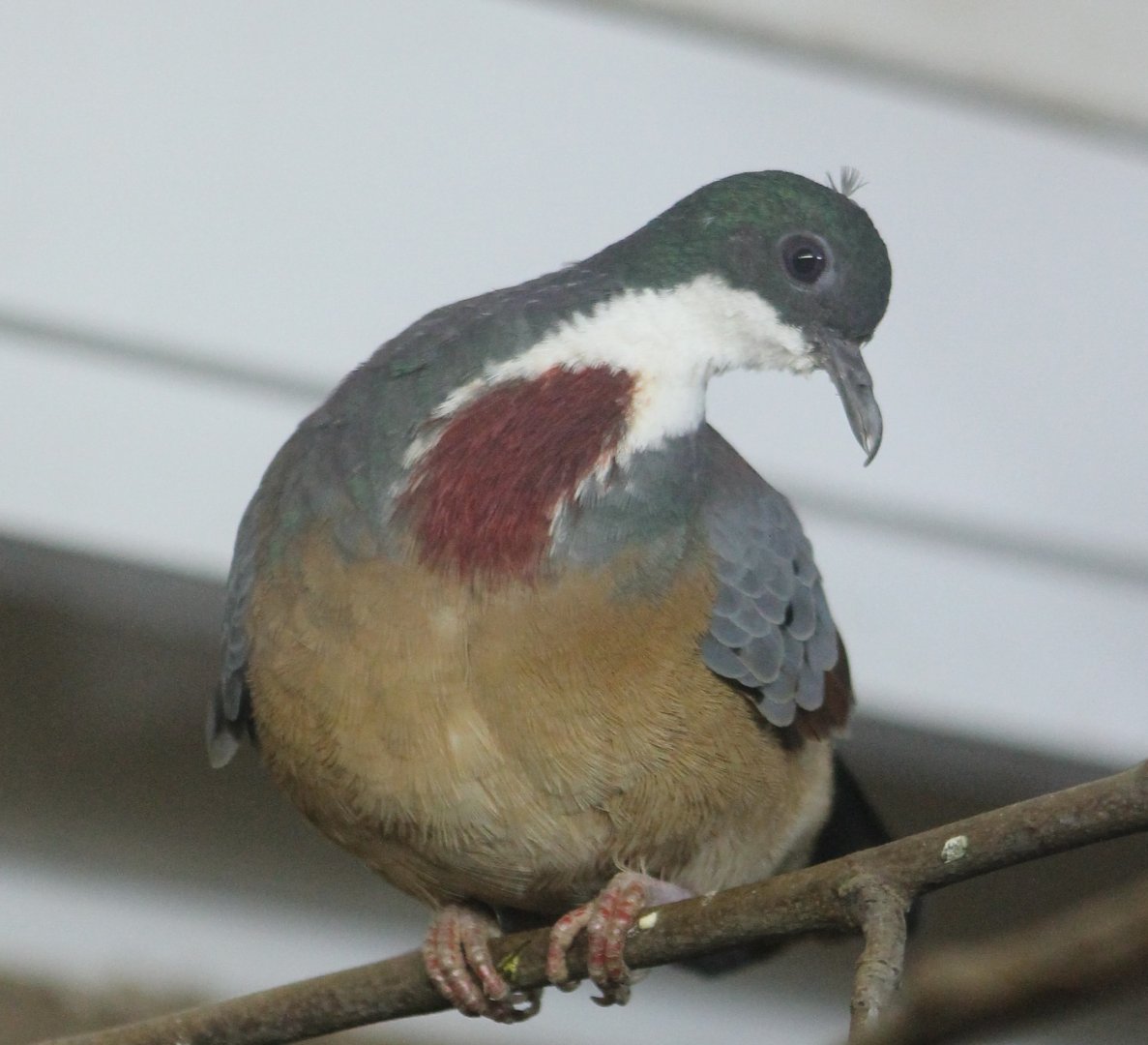 Bartlett's bleeding heart