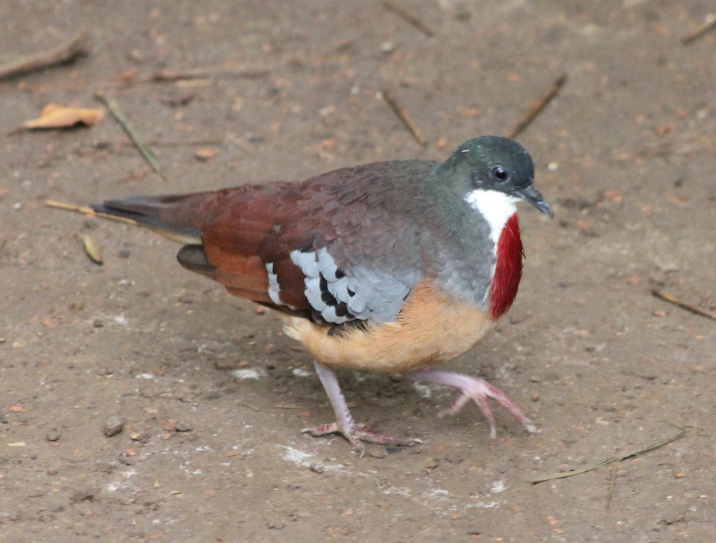 Bartlett's bleeding-heart