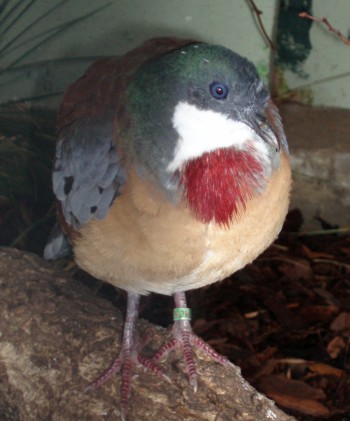 Bartlett's Bleedingheart (Gallicolumba criniger)