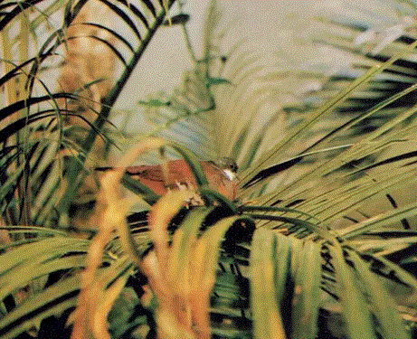 Bartlett's Dove 1974