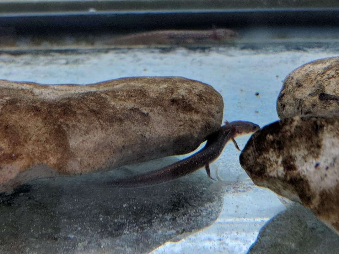 Barton springs salamander (Eurycea sosorum)