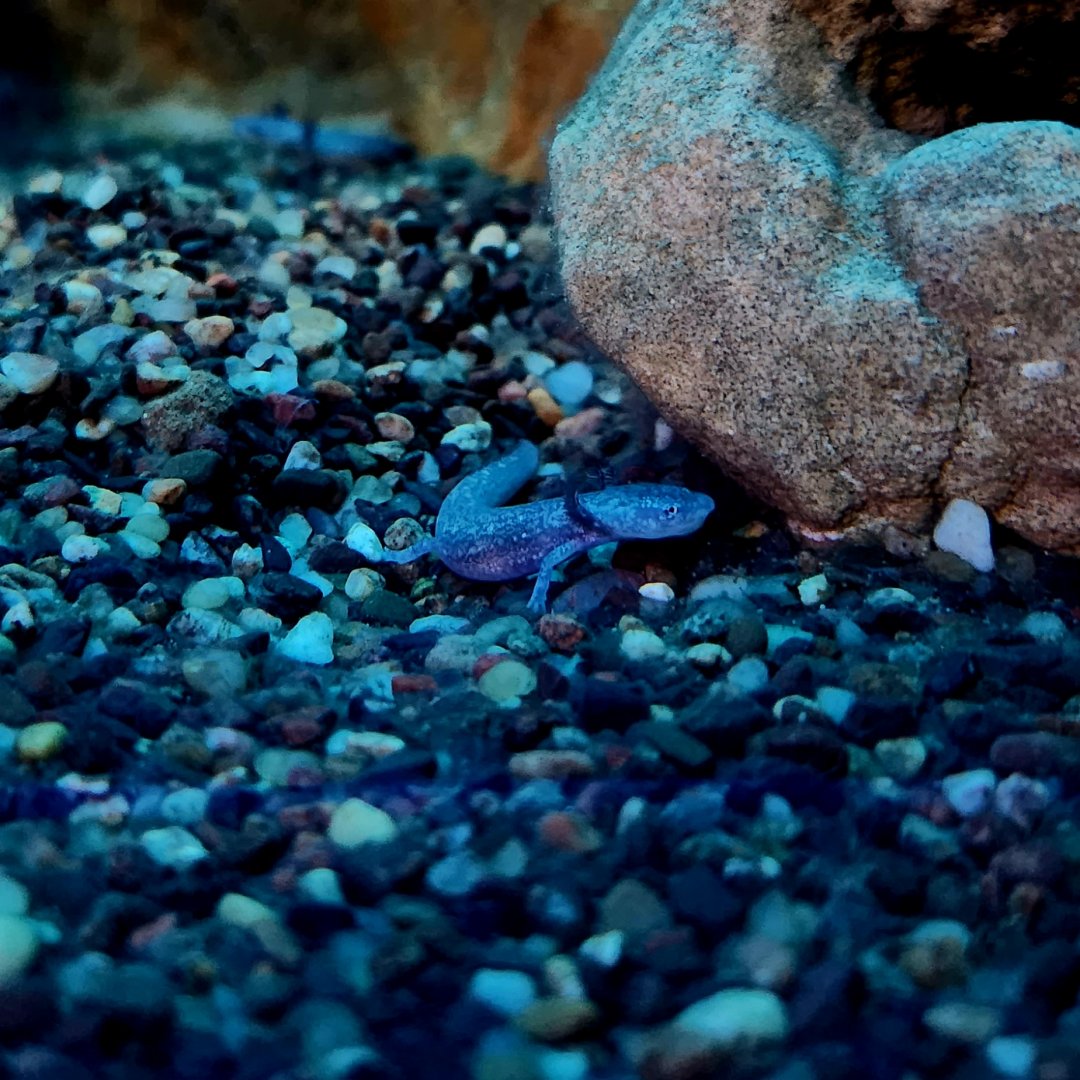 Barton Springs Salamander (Eurycea sosorum)