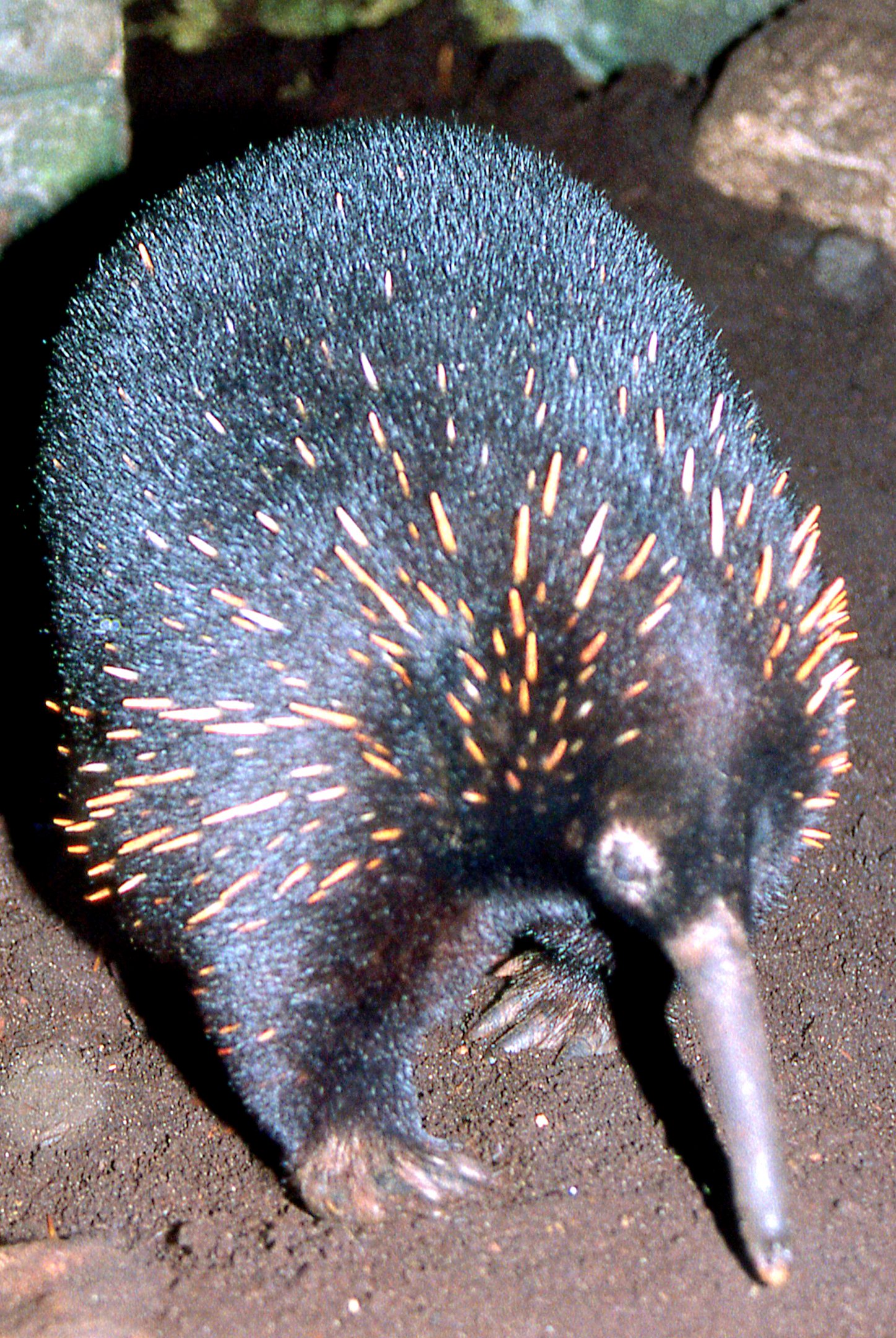 Barton's echidna; London Zoo; early 1990s