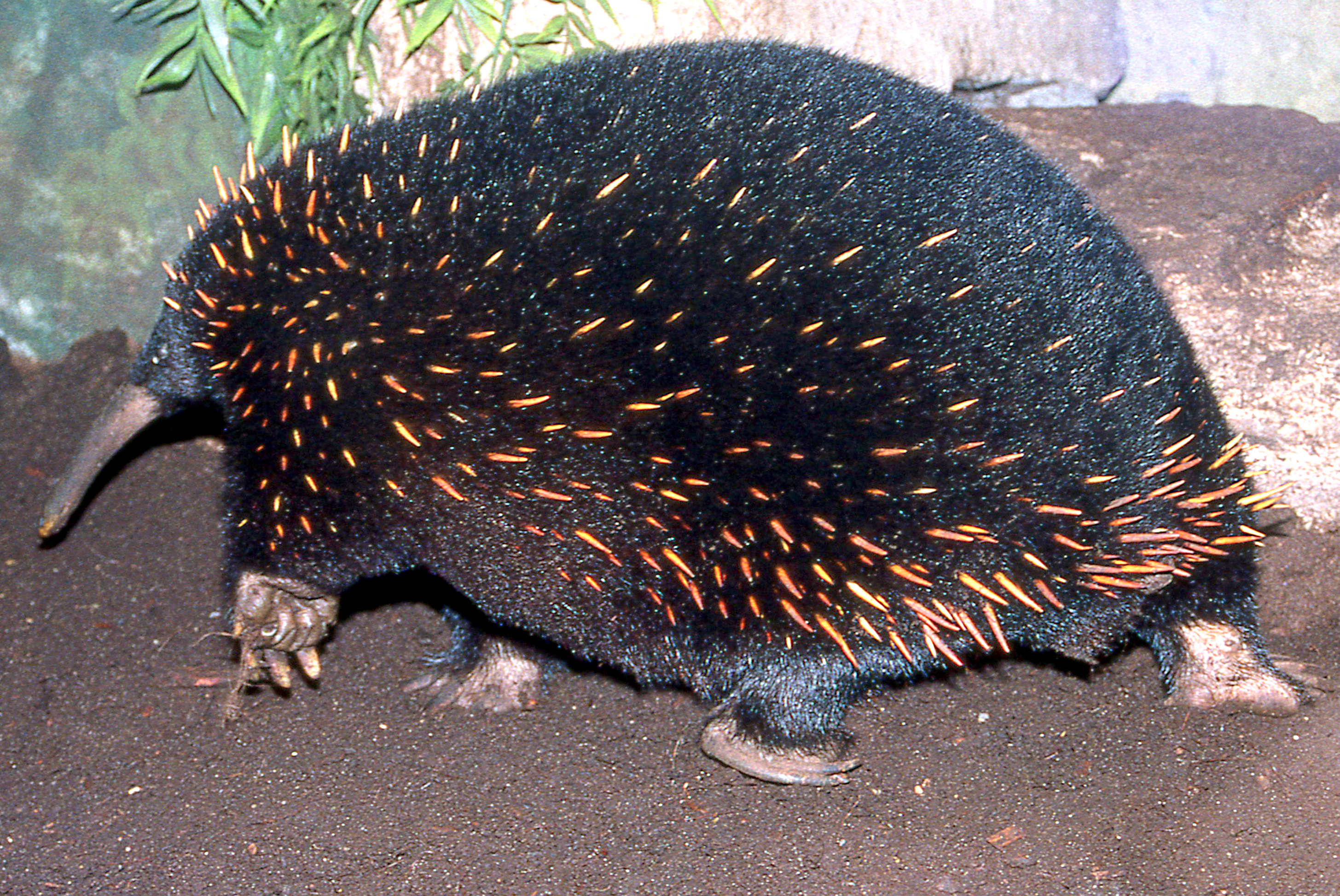 Barton's echidna; London Zoo; early 1990s
