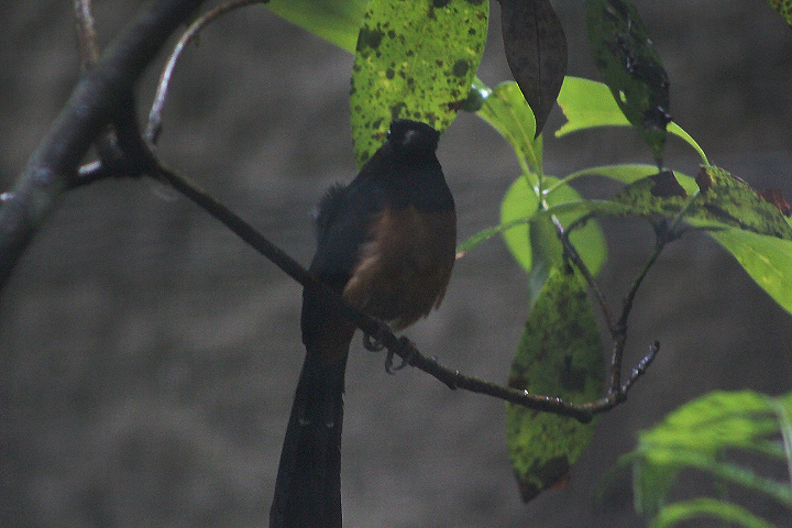 Barusan shama (Copsychus malabaricus melanurus)