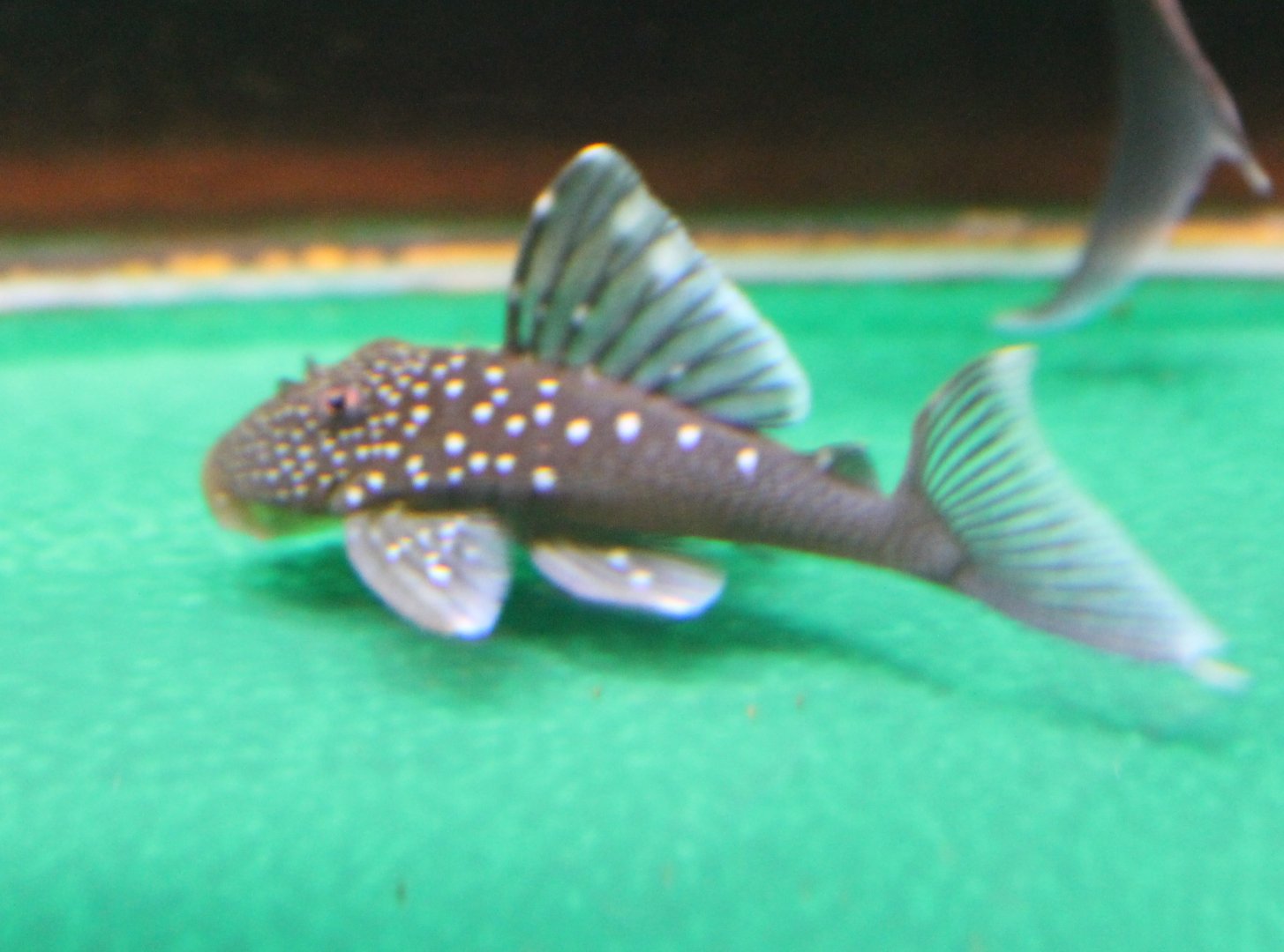 Baryancistrus demantoides