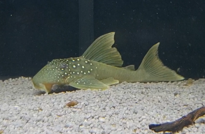 Baryancistrus demantoides