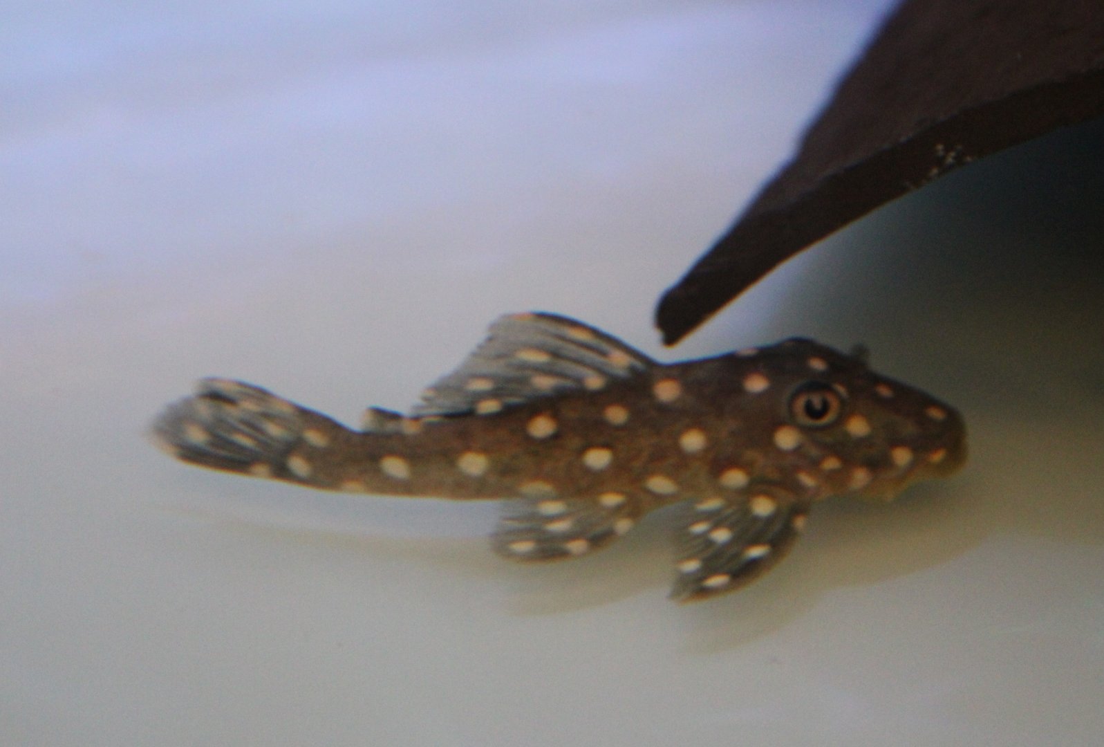 Baryancistrus sp. "Ida"