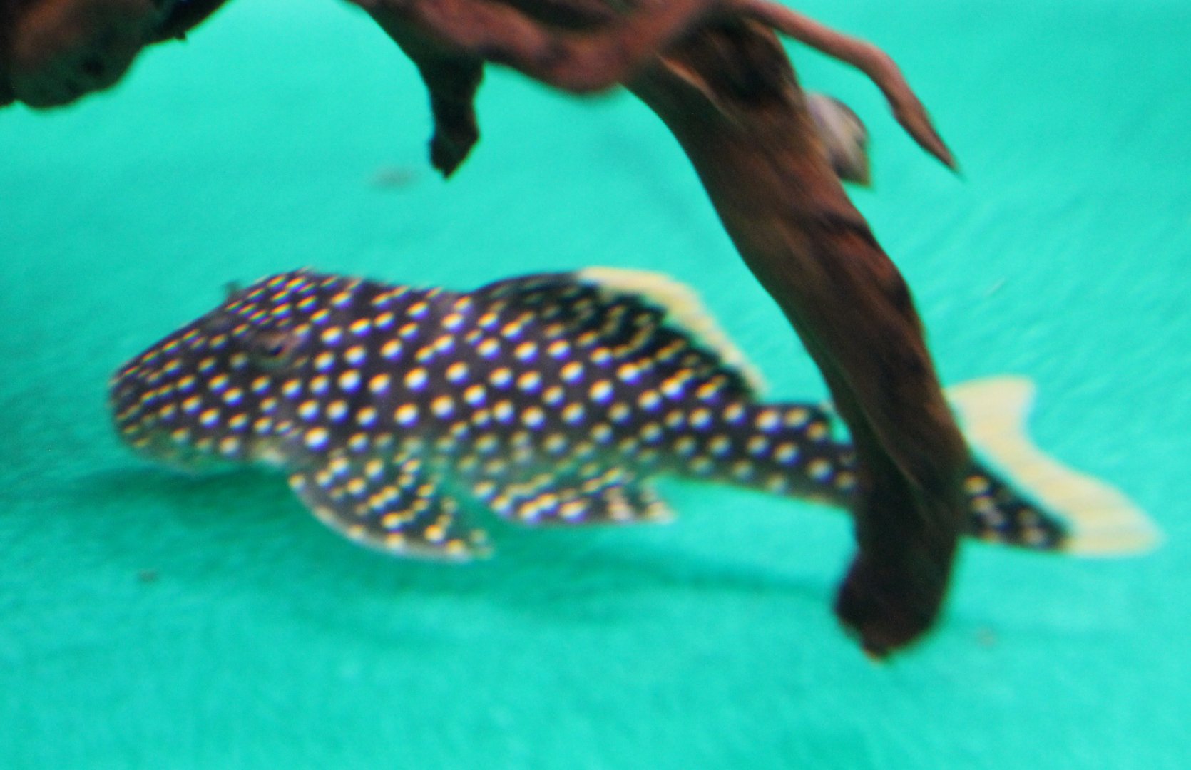 Baryancistrus species