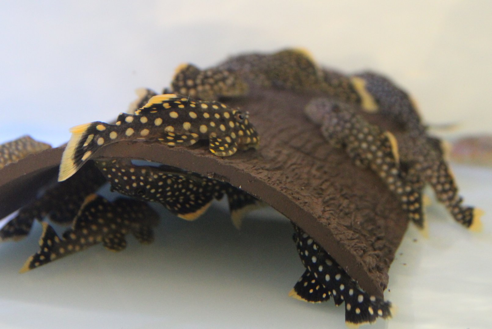 Baryancistrus xanthellus