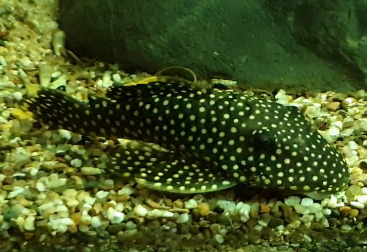 Baryancistrus xanthhellus