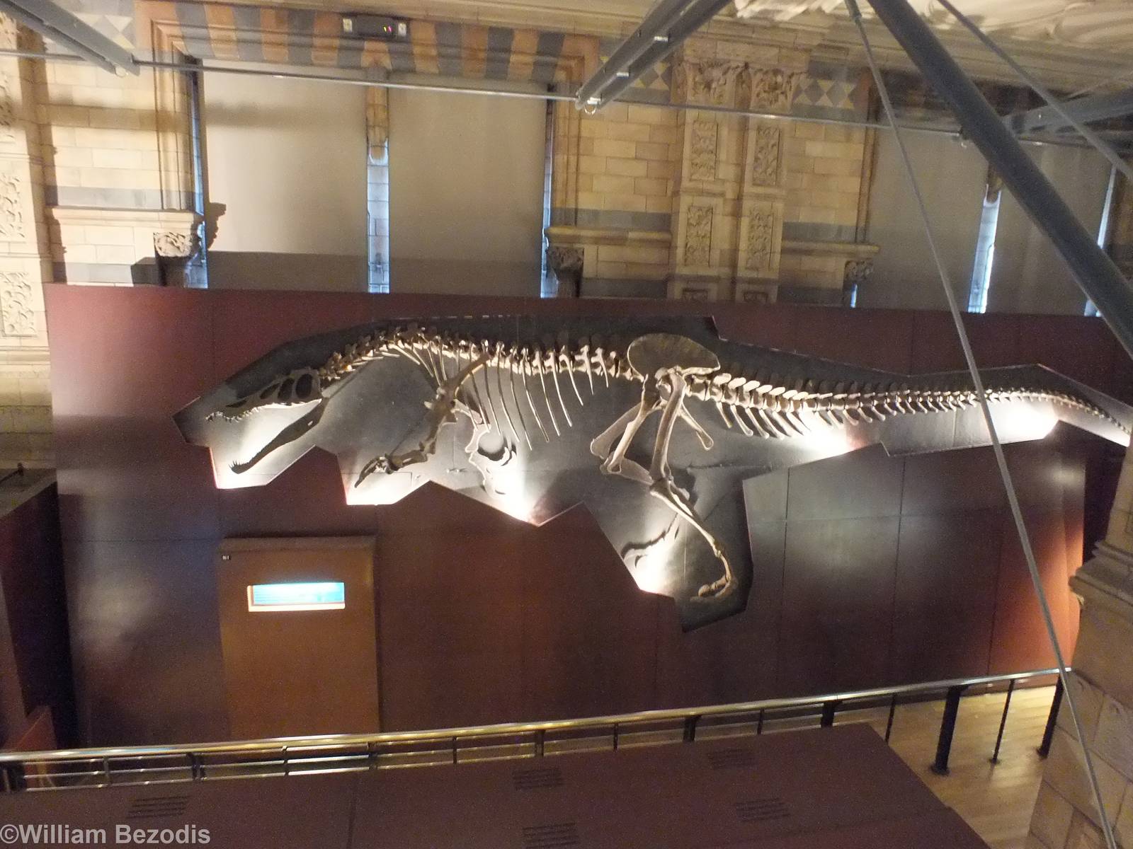 Baryonyx walkeri - NHM London