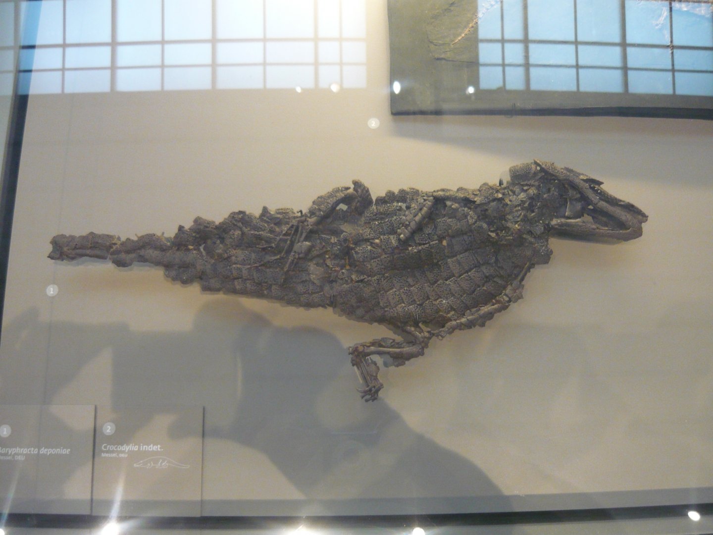 Baryphracta deponiae