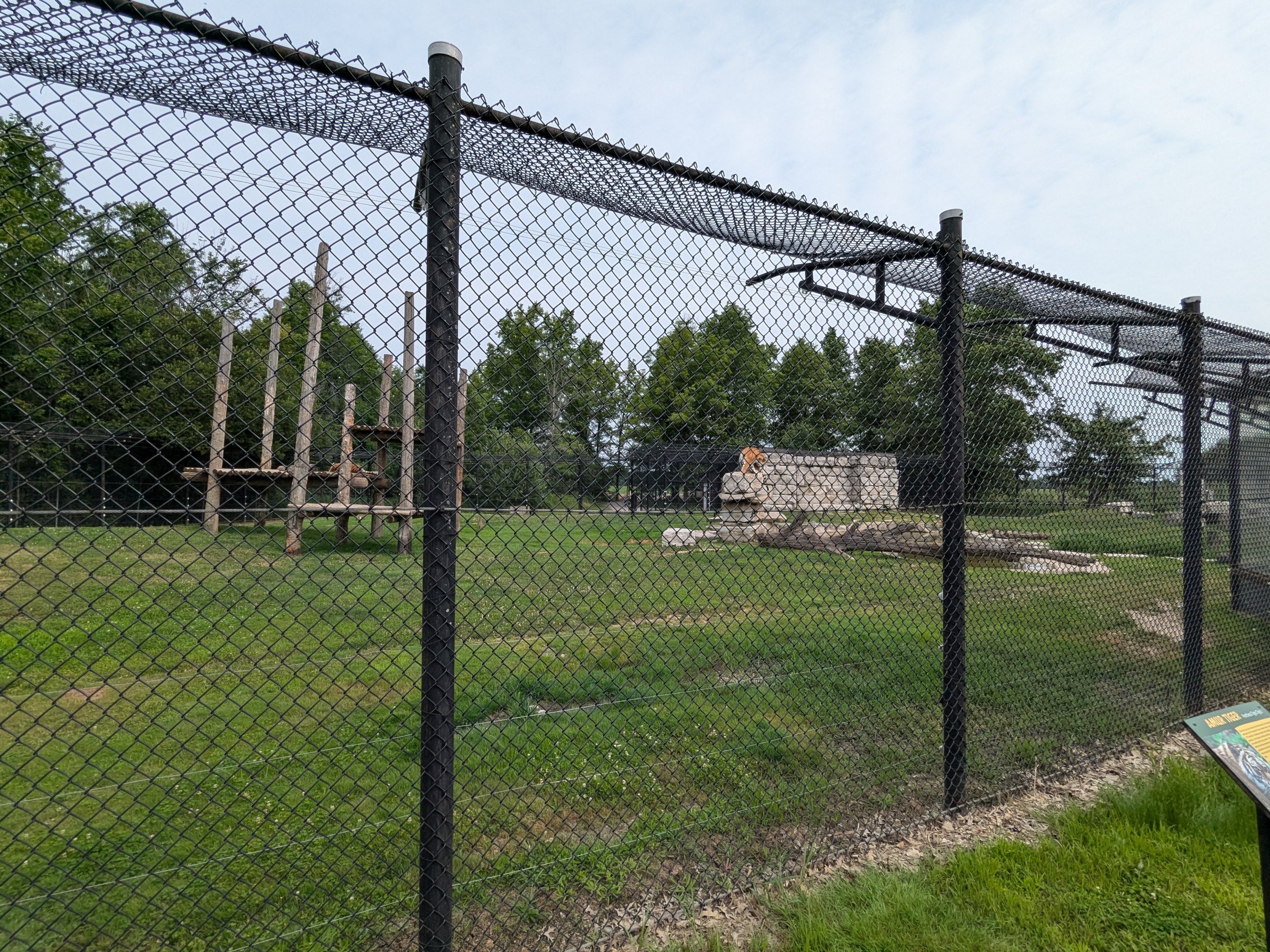 Base Camp - Siberian tiger