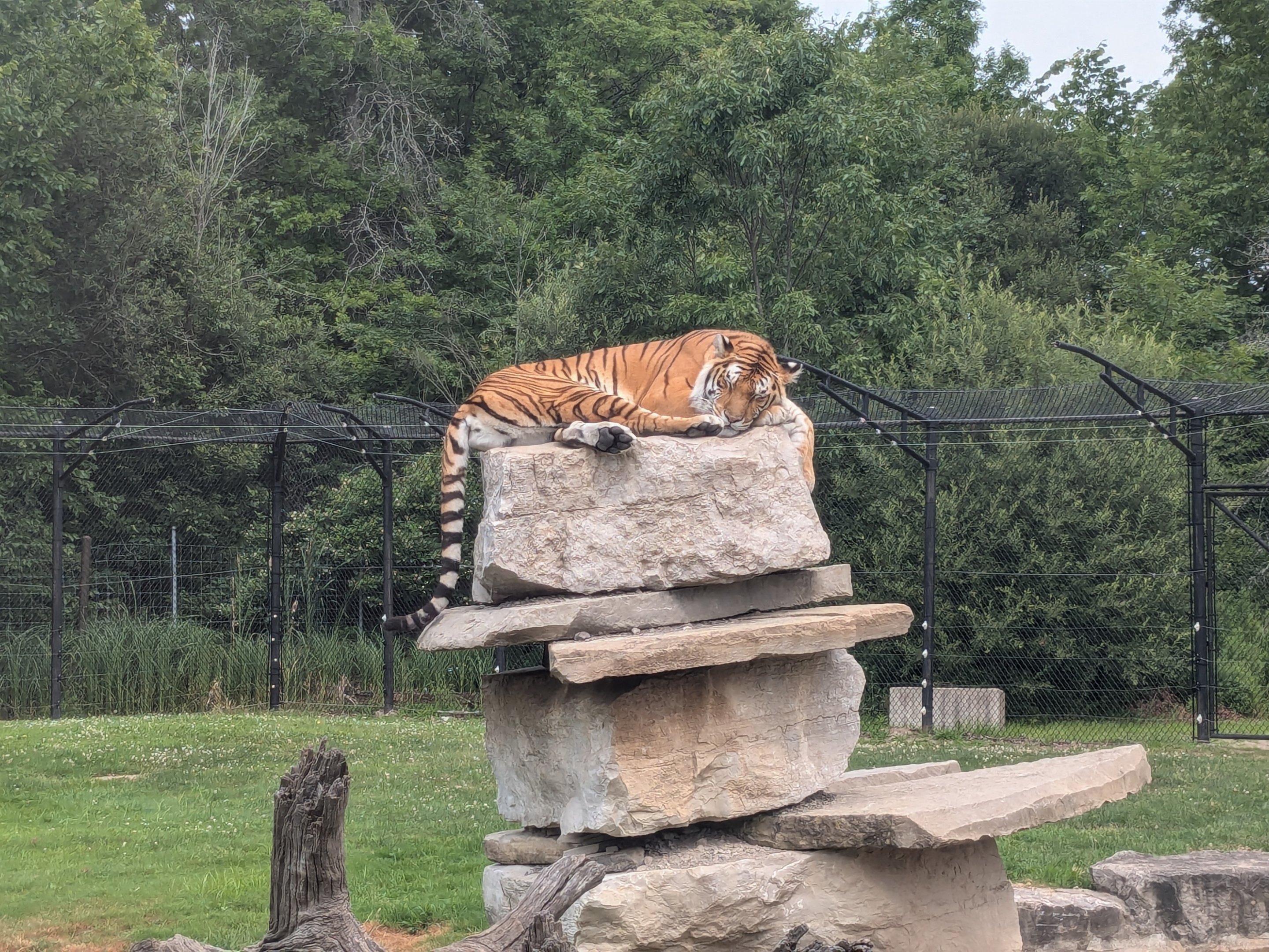 Base Camp - Siberian tiger