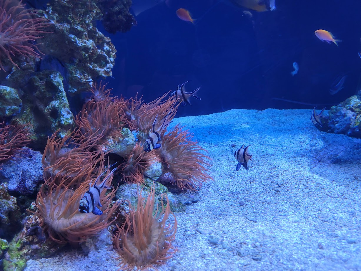 Based Banggai Cardinals