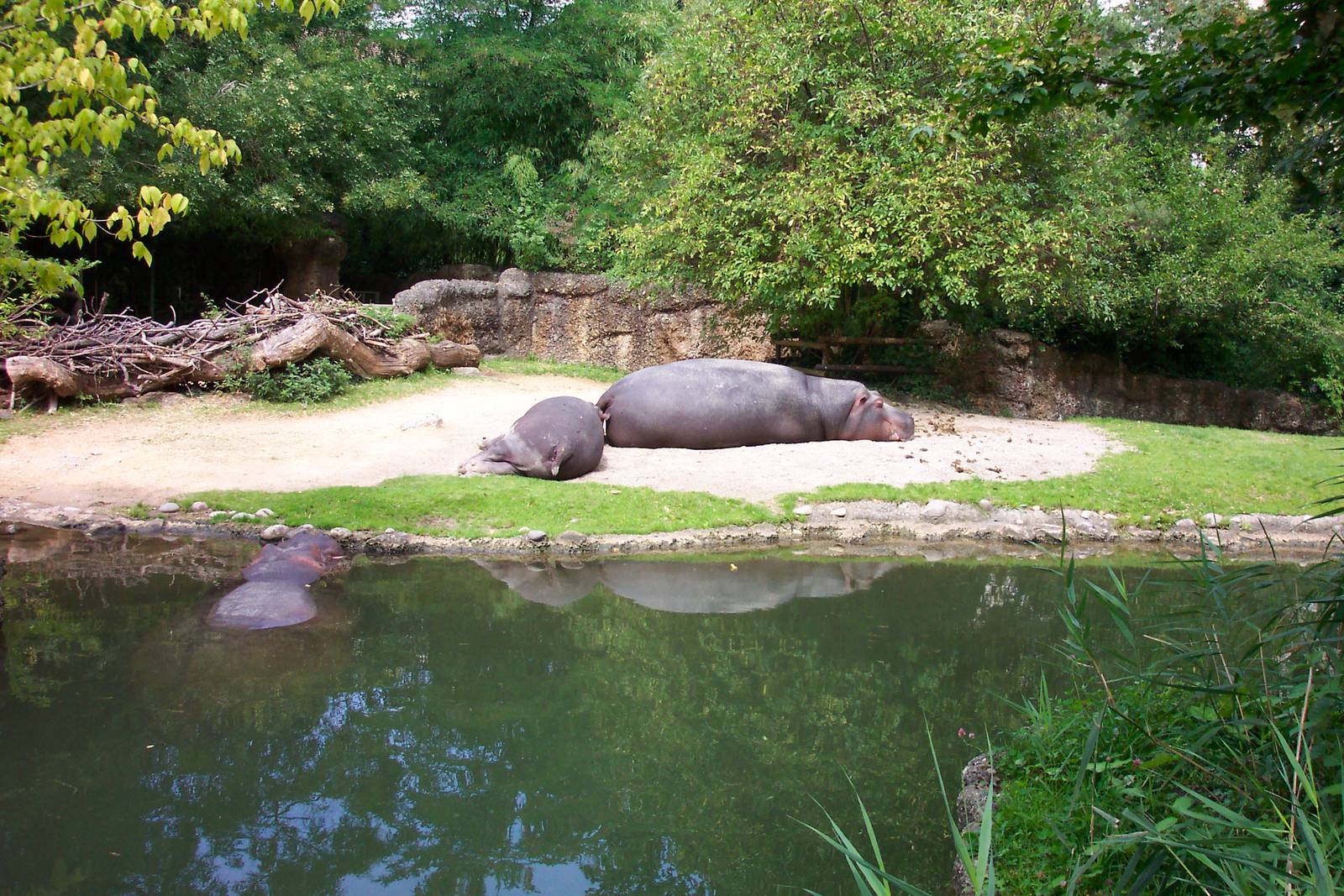 Basel Hippo Exhibit