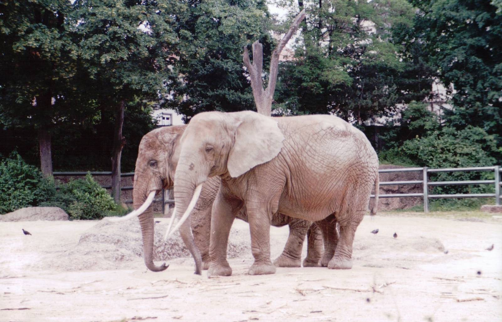 Basel Zoo 1999 - African Elephants