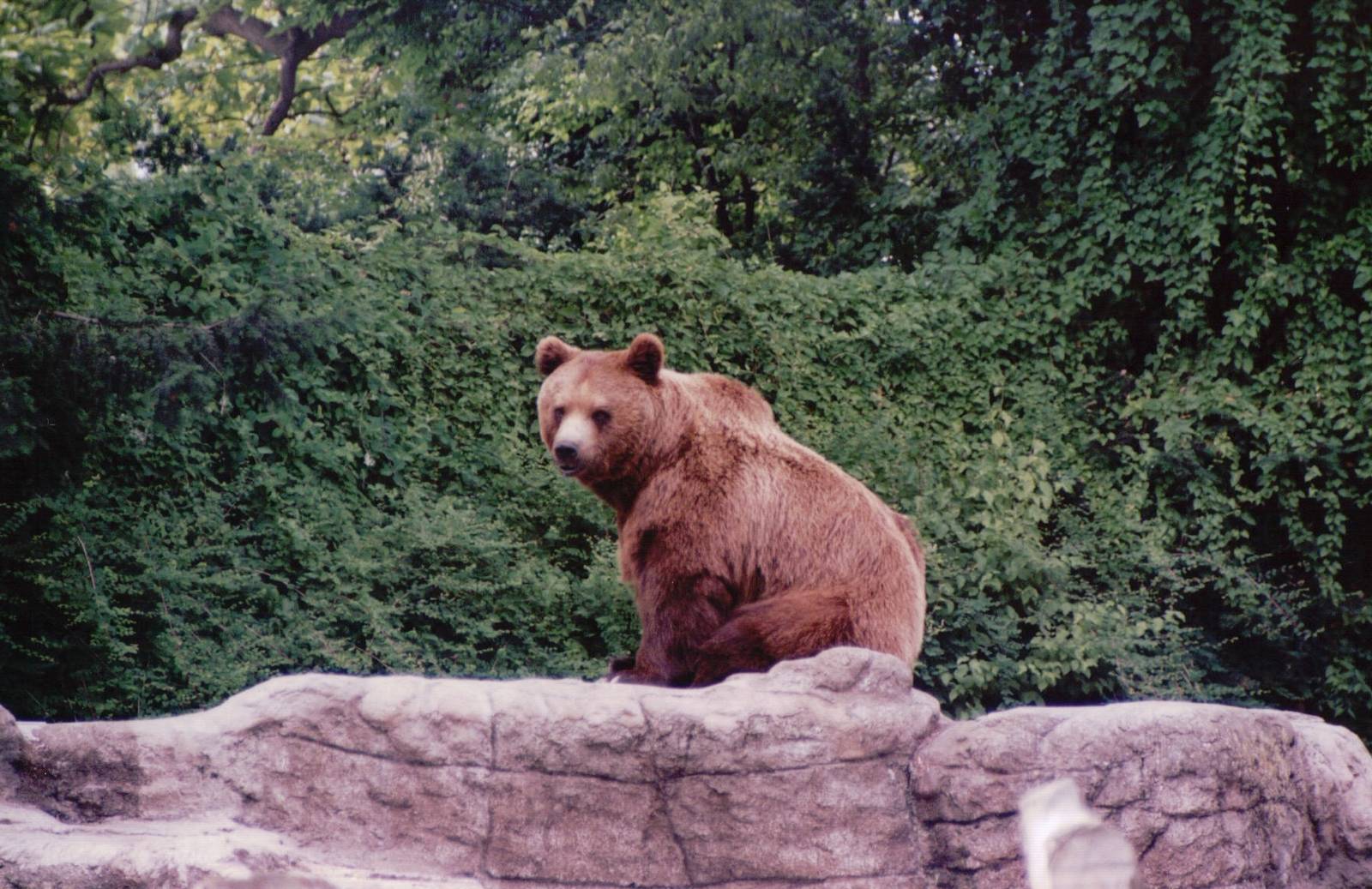 Basel Zoo 1999 - Brown Bear