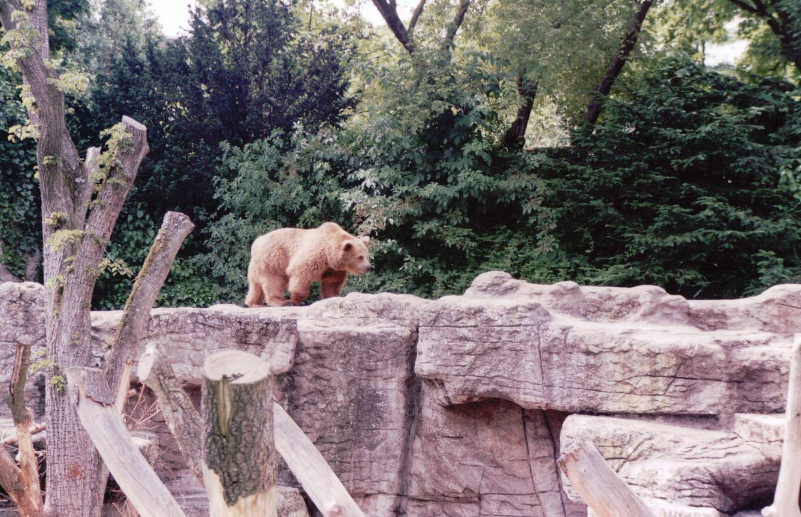 Basel Zoo 1999 - Brown Bear