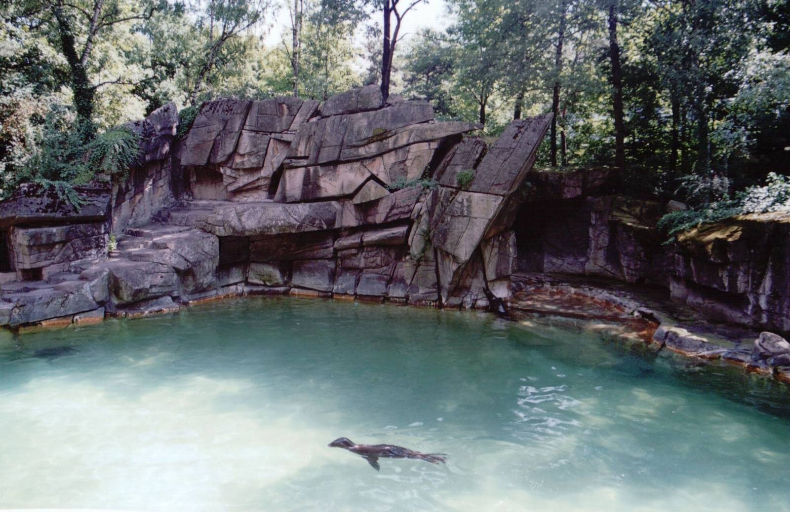 Basel Zoo 1999 - California Sea Lion exhibit