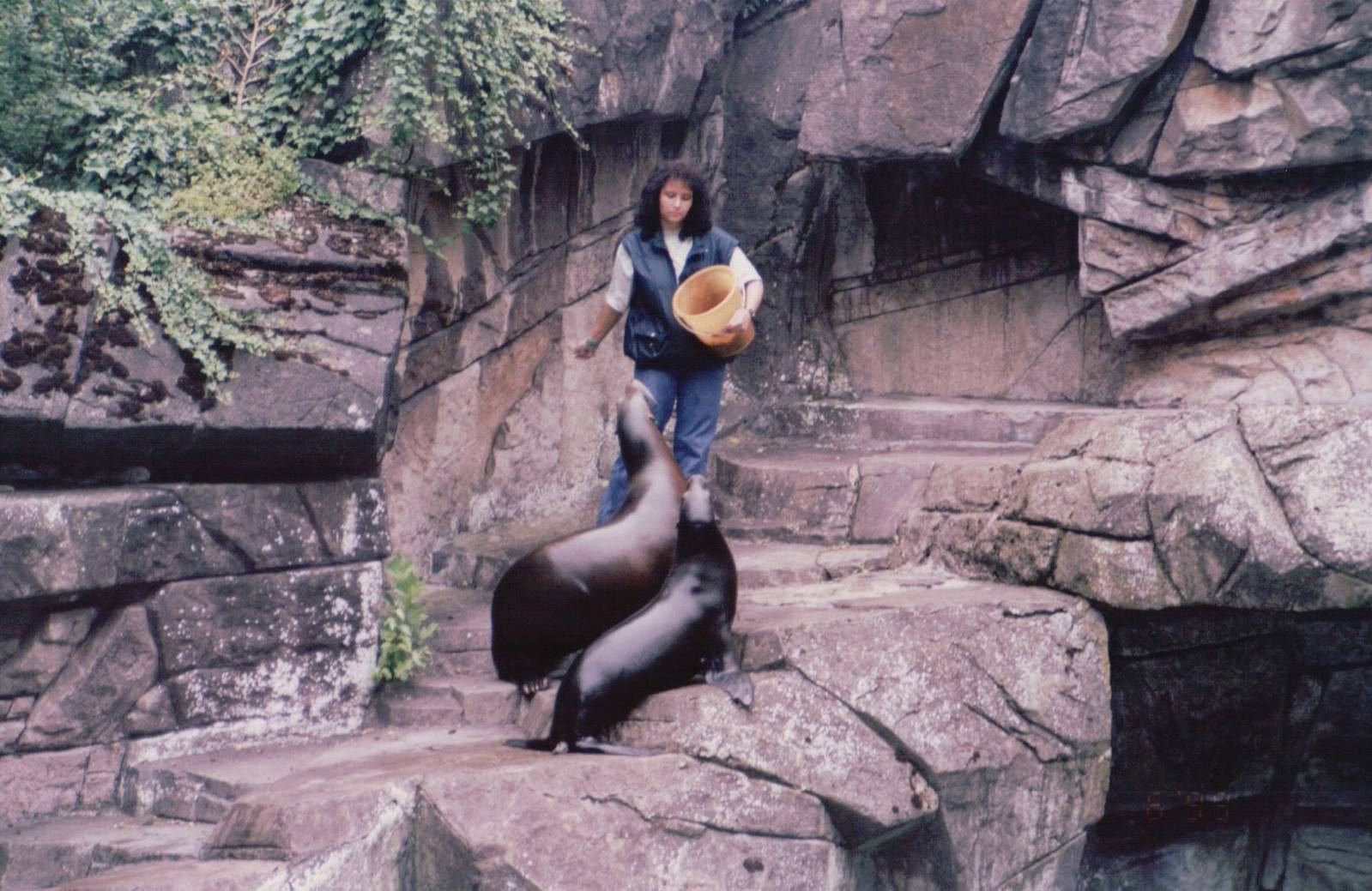 Basel Zoo 1999 - California Sea Lion feeding