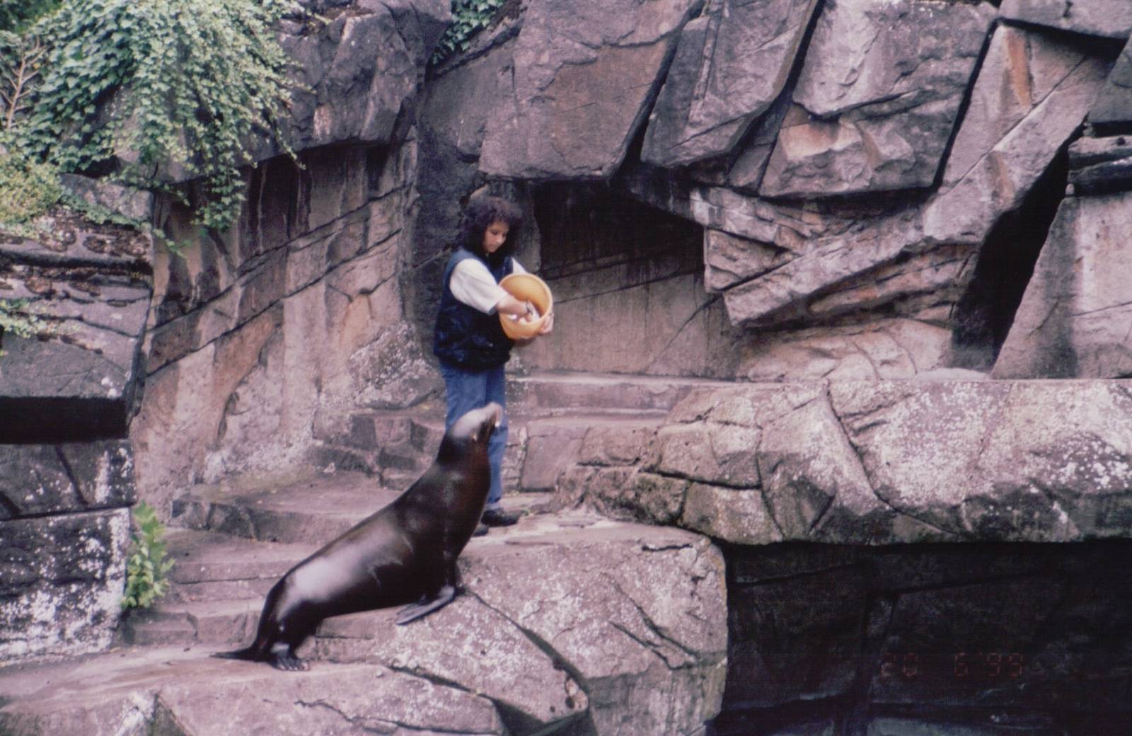 Basel Zoo 1999 - California Sea Lion feeding