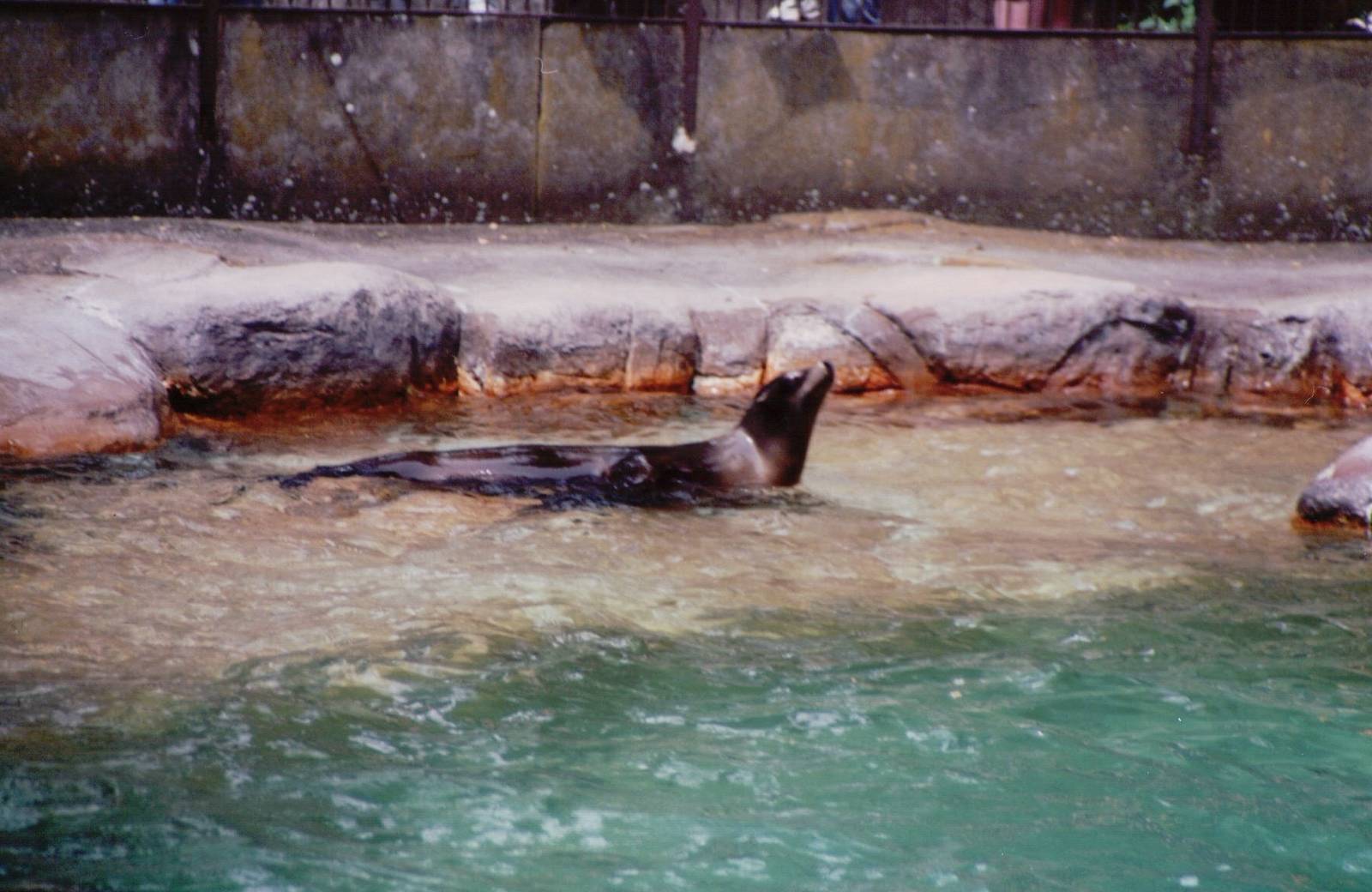 Basel Zoo 1999 - California Sea Lion