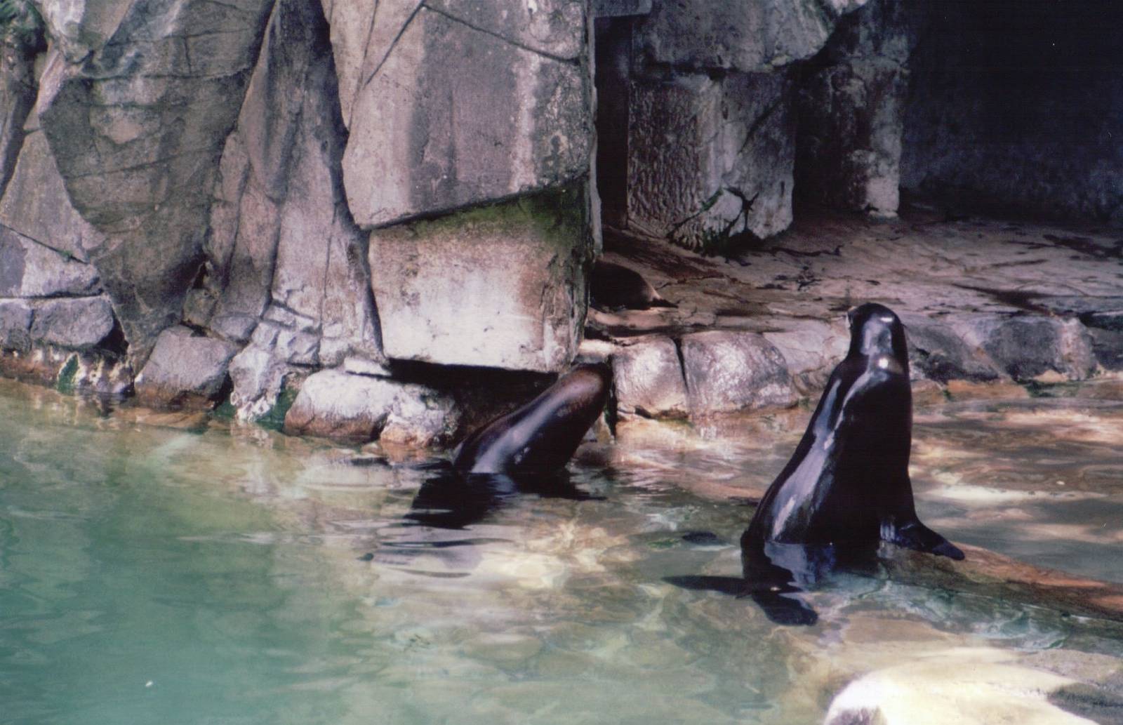 Basel Zoo 1999 - California Sea Lions