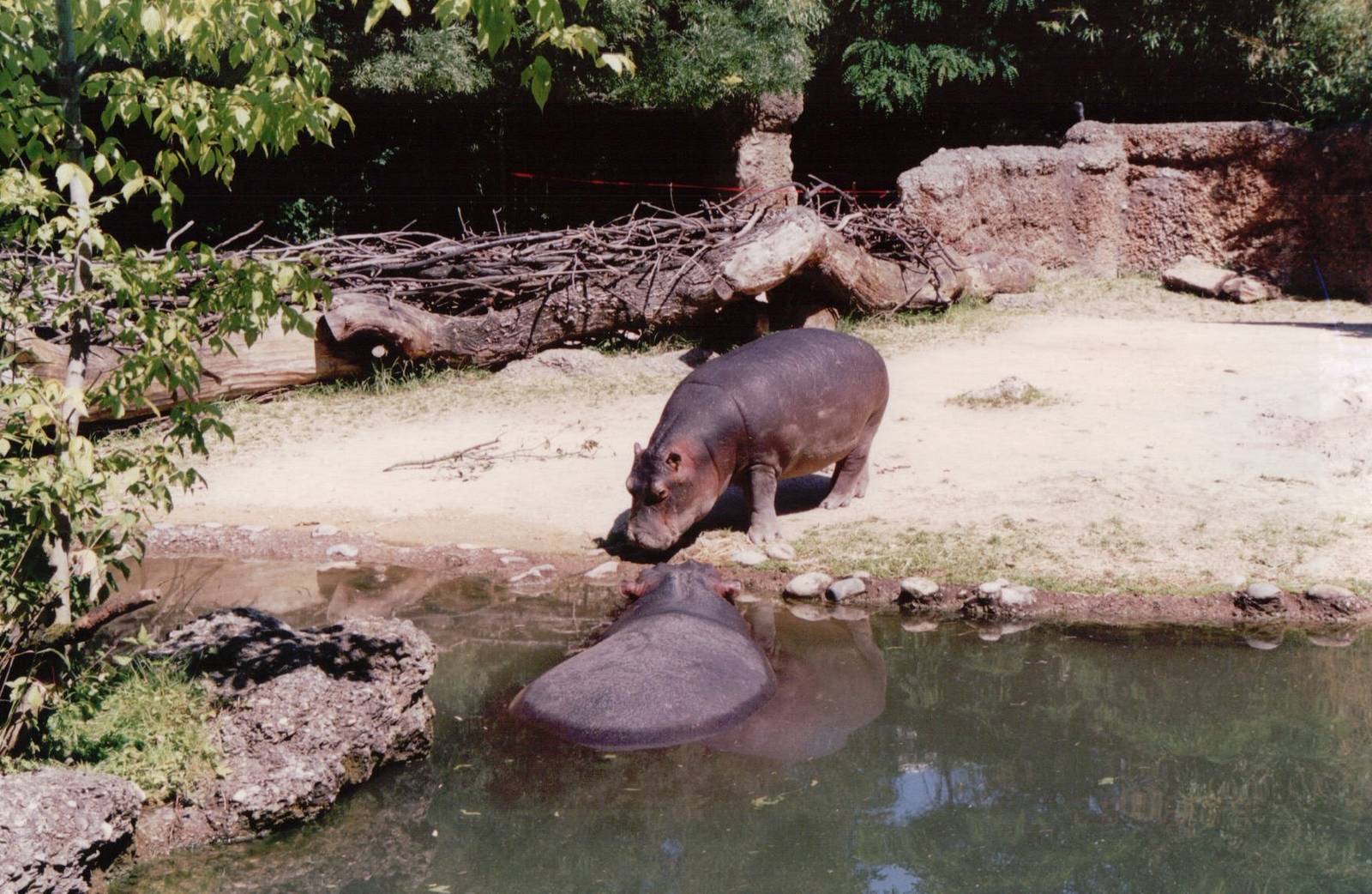 Basel Zoo 1999 - Common Hippopotamus calf