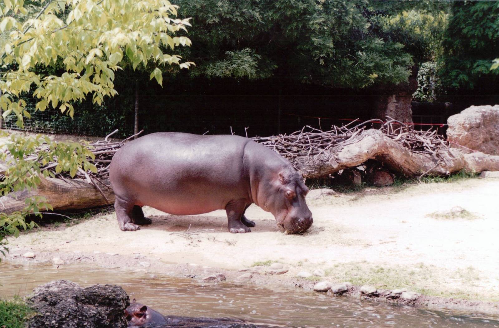 Basel Zoo 1999 - Common Hippopotamus