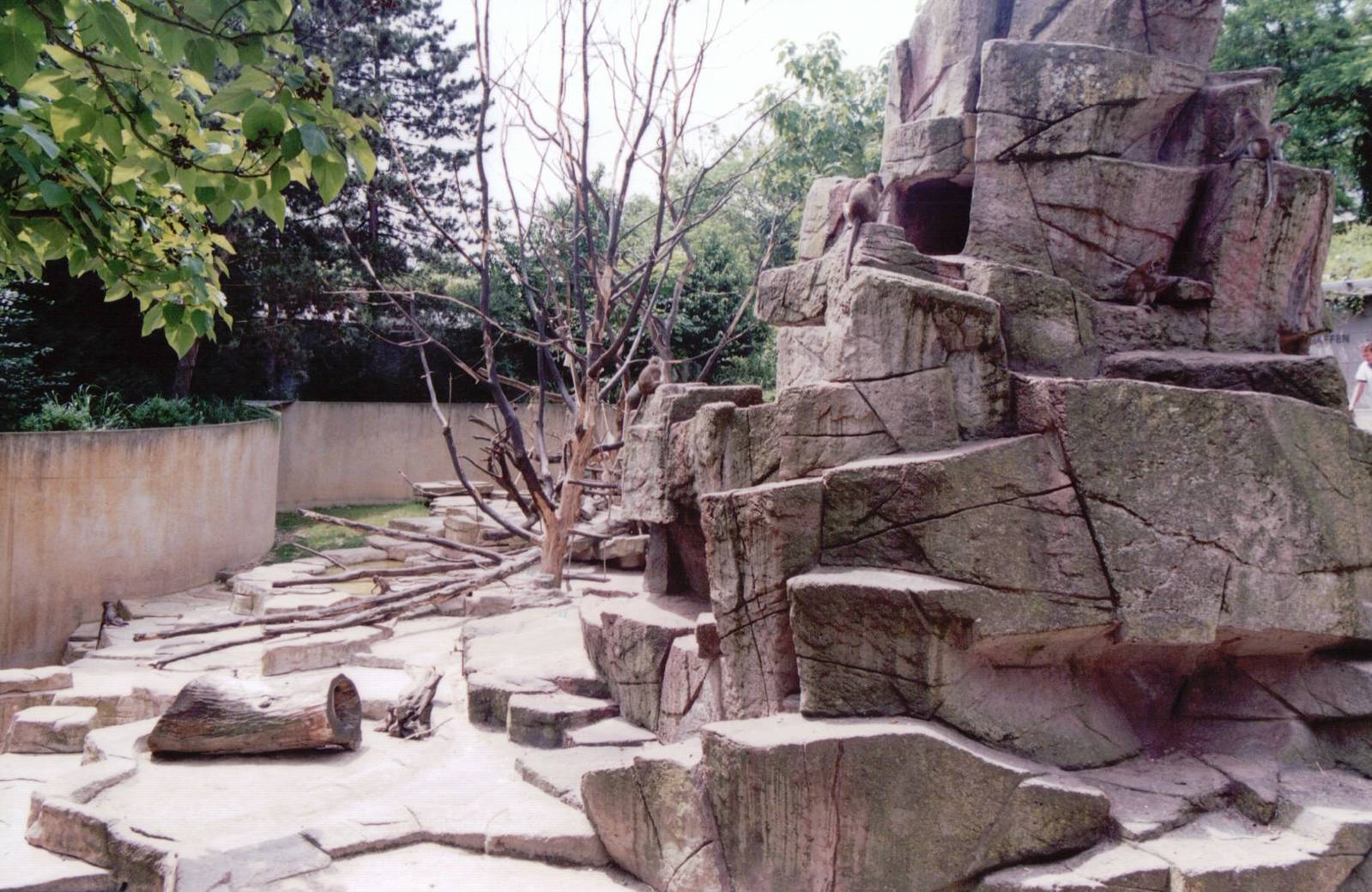 Basel Zoo 1999 - Crab-eating Macaque exhibit