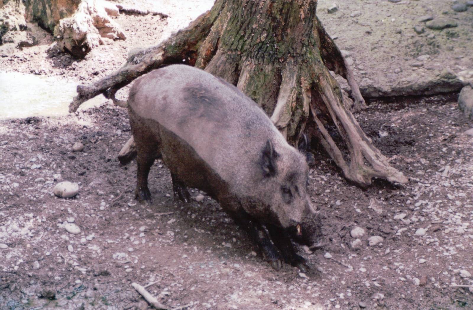 Basel Zoo 1999 - European Wild Boar