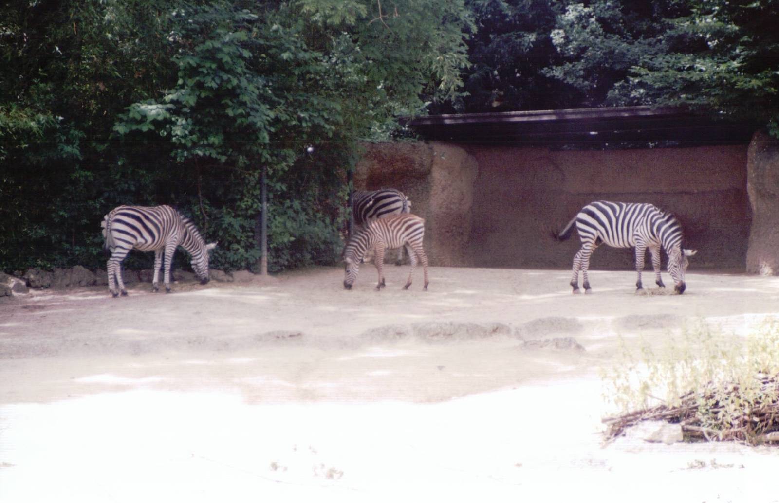 Basel Zoo 1999 - Grants Zebra