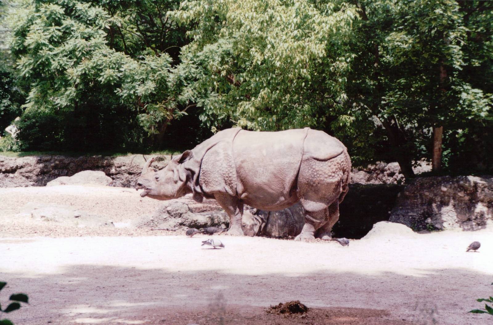 Basel Zoo 1999 - Indian Rhinoceros