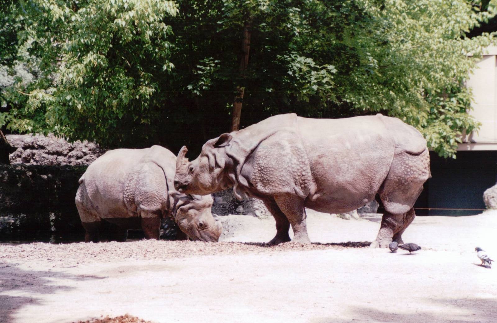 Basel Zoo 1999 - Indian Rhinoceros