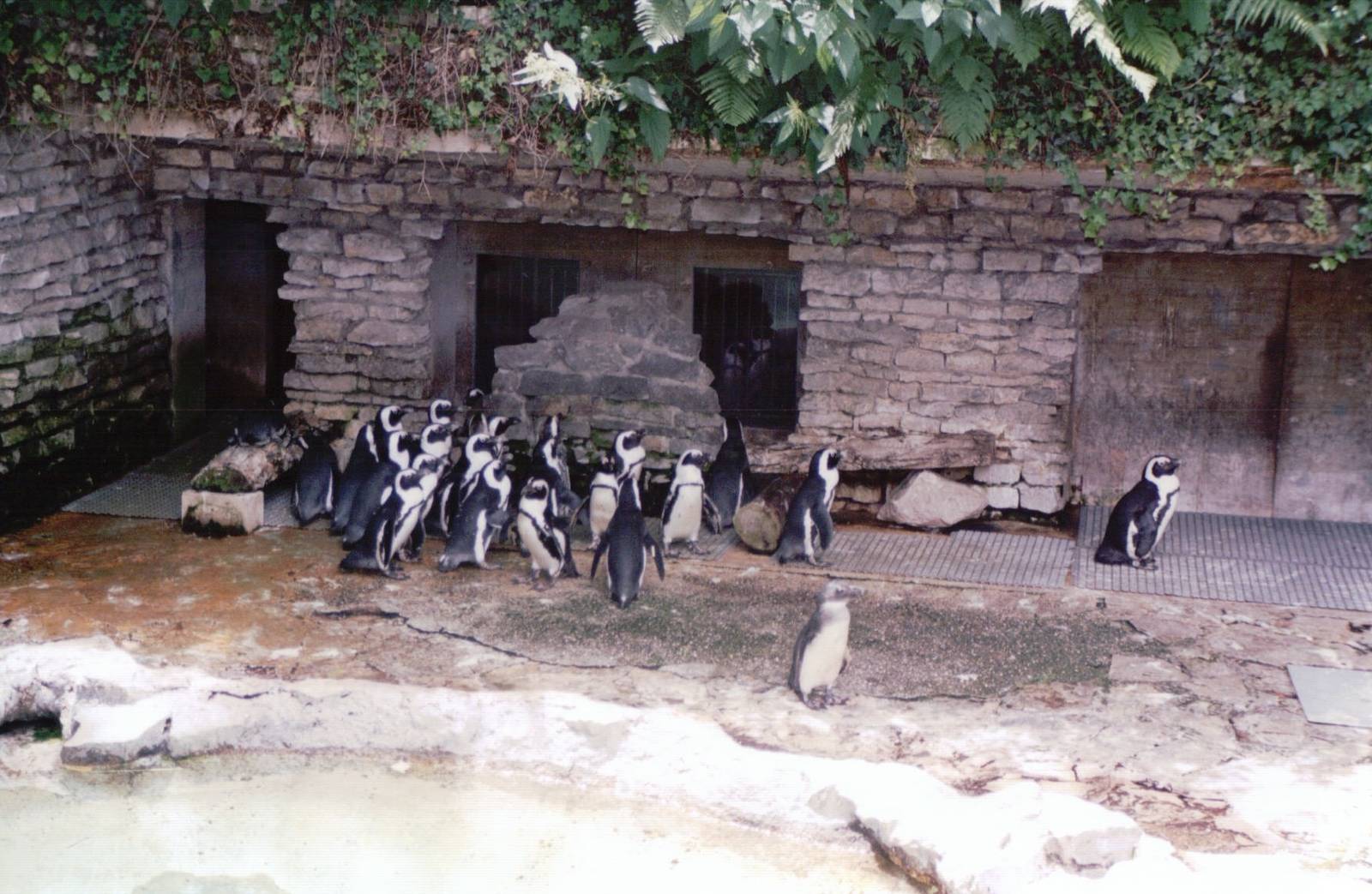 Basel Zoo 1999 - Jackass Penguin exhibit