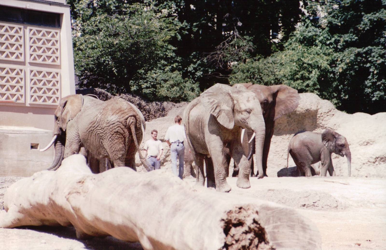 Basel Zoo 1999 - Keepers with African Elephants