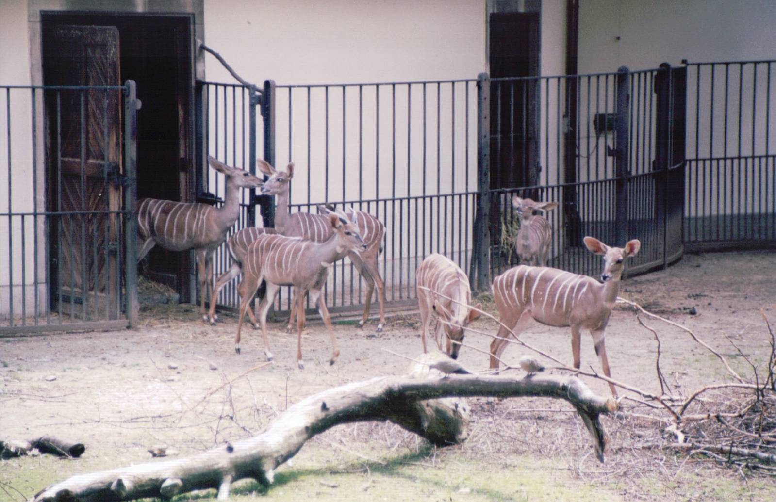 Basel Zoo 1999 - Lesser Kudu enter their exhibit for the day