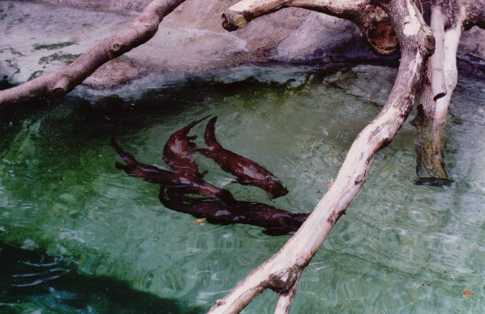 Basel Zoo 1999 - Otters in the former Polar Bear exhibit