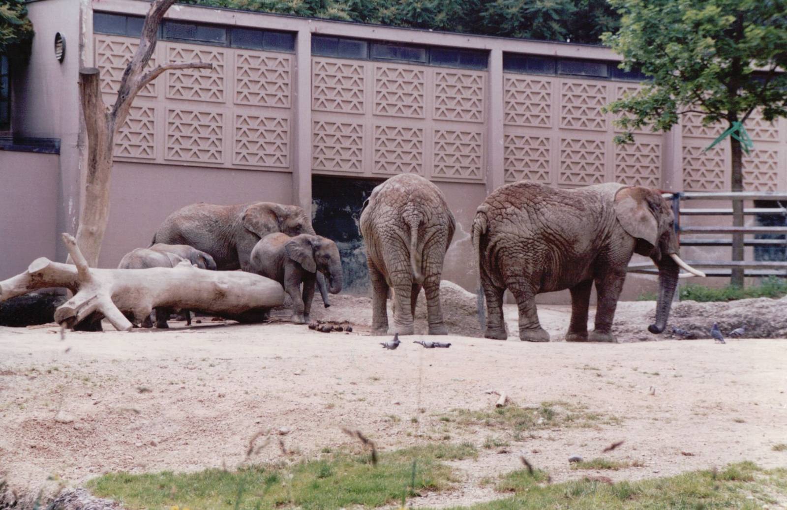 Basel Zoo 1999 - Part of the African Elephant exhibit