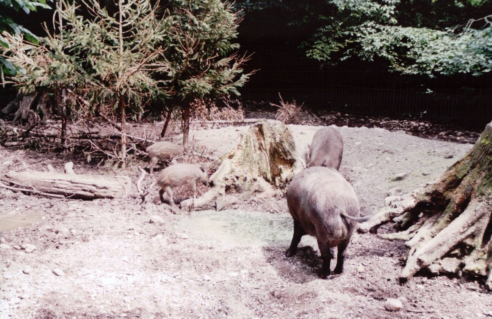 Basel Zoo 1999 - Part of the European Wild Boar exhibit