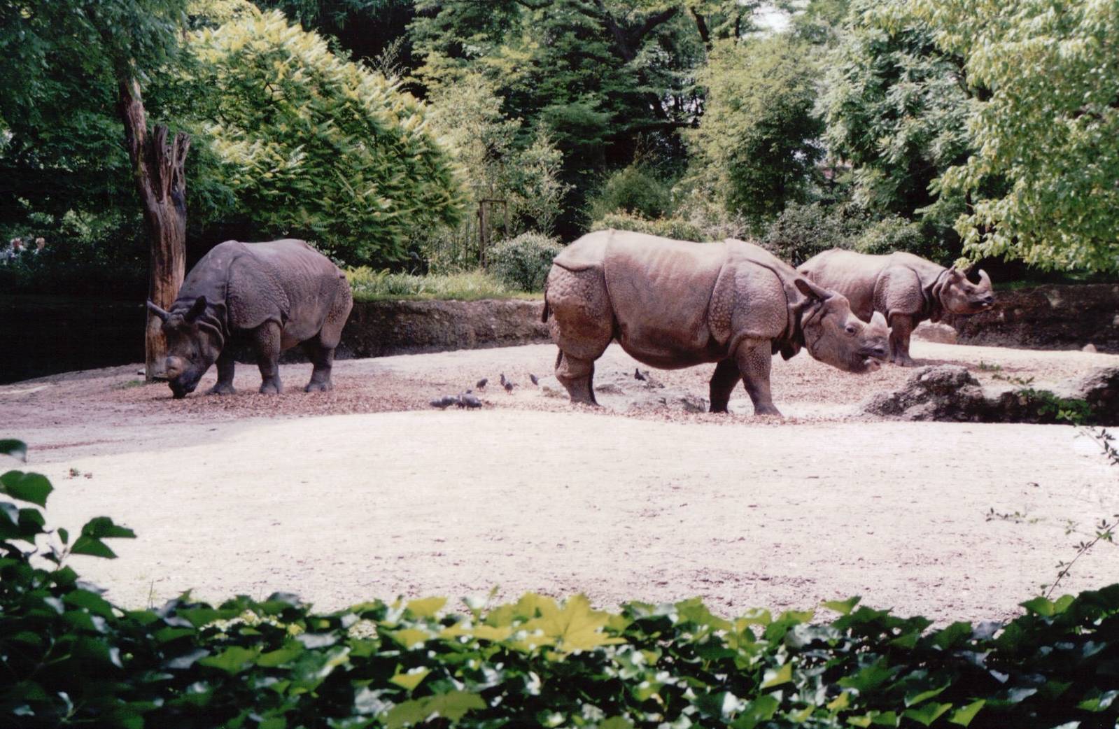 Basel Zoo 1999 - Part of the Indian Rhinoceros exhibit