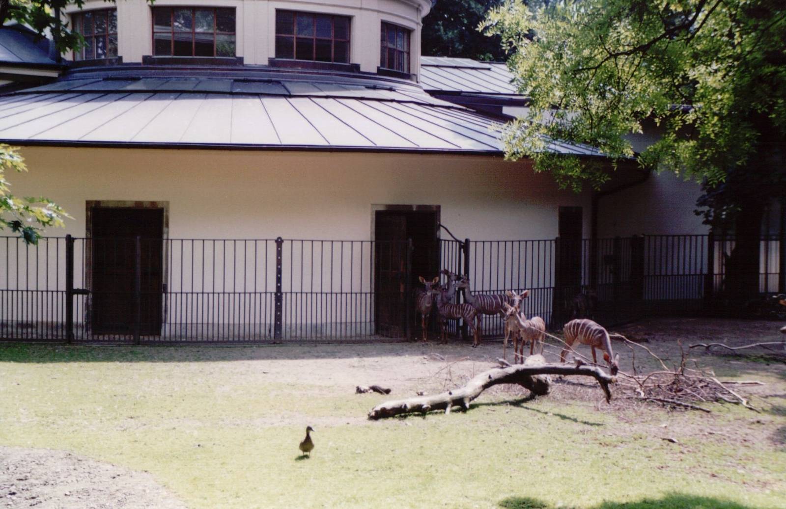 Basel Zoo 1999 - Part of the Lesser Kudu exhibit