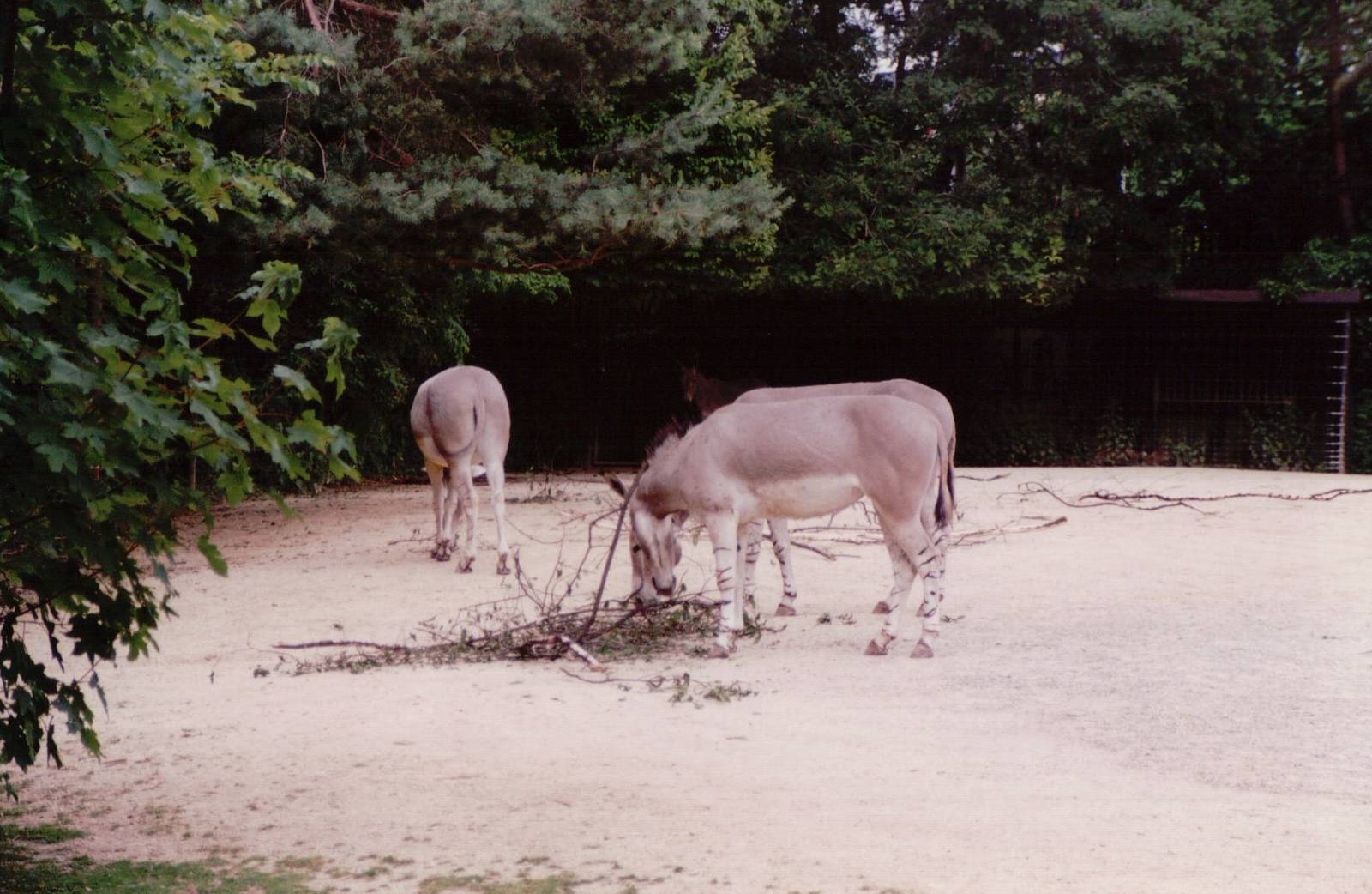Basel Zoo 1999 - Somali Wild Ass